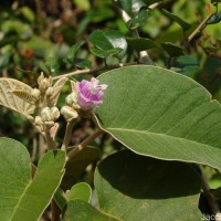Argyreia osyrensis (Roth) Choisy